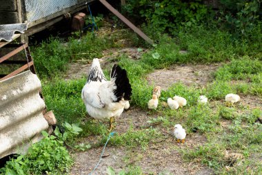 Otlakta tavuklu tavuk anne.