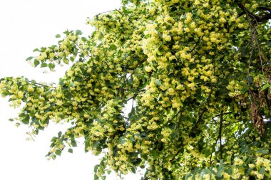 Linden ağacı yazın Ukrayna 'da çiçek açar.