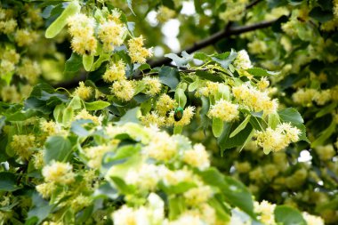 Linden ağacı yazın Ukrayna 'da çiçek açar.