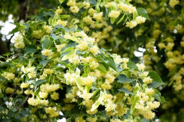 Linden ağacı yazın Ukrayna 'da çiçek açar.