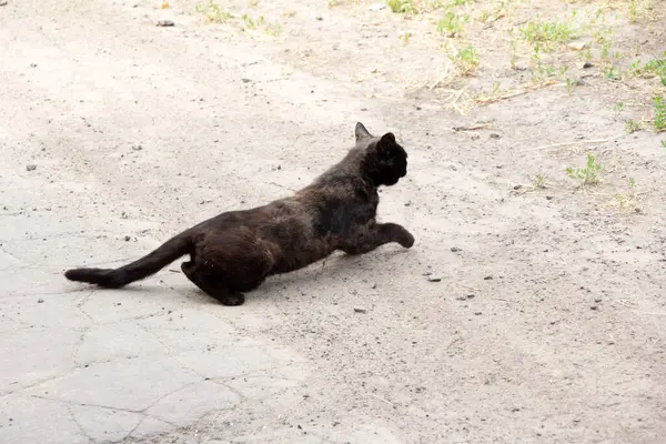 Preto Gato Slacker Caminha Vagueia Rua — Fotografia de Stock