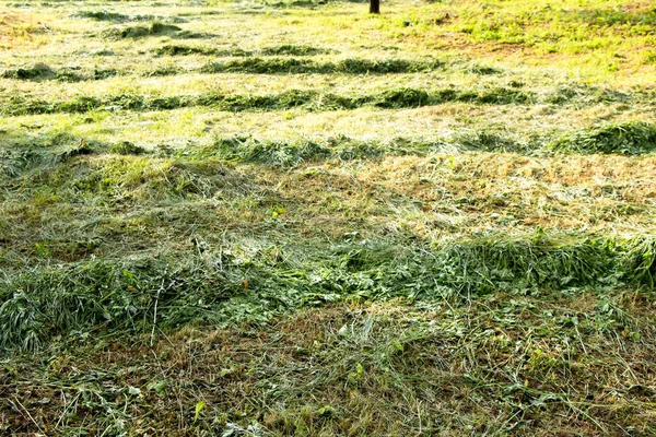 Mähen Von Frisch Gemähtem Gras Ukraine — Stockfoto