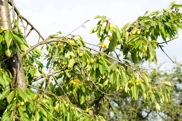 Żółte Owoce Wiśni Gałęziach Liśćmi — Zdjęcie stockowe
