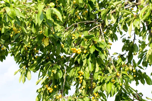 Żółte Owoce Wiśni Gałęziach Liśćmi — Zdjęcie stockowe