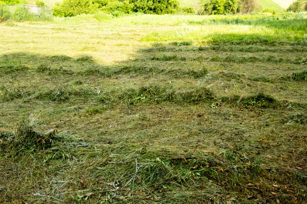 Mowing Freshly Cut Grass Ukraine — Stock Photo, Image