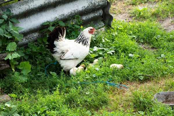 Pollo Mamá Con Pollos Pasto —  Fotos de Stock