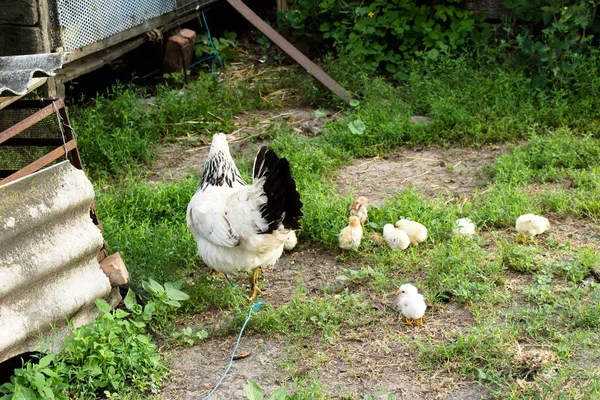 Poulet Maman Avec Des Poulets Dans Pâturage — Photo