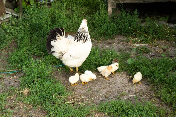 鸡妈在牧场养小鸡 — 图库照片