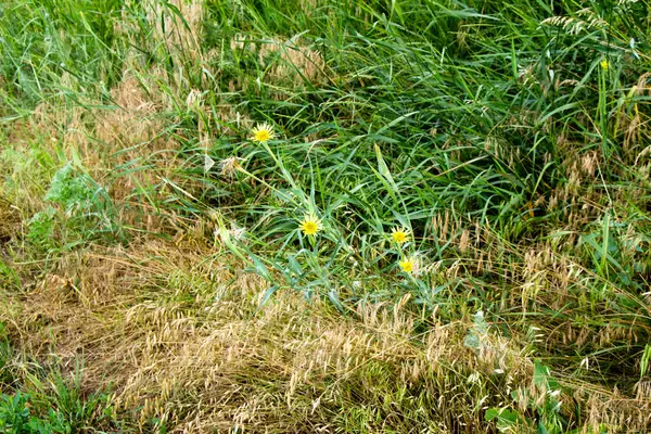 Ervas Medicinais Selvagens Florescem Campo Verão Ucrânia — Fotografia de Stock