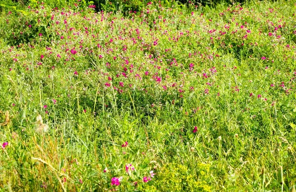 Ervas Medicinais Selvagens Florescem Campo Verão Ucrânia — Fotografia de Stock