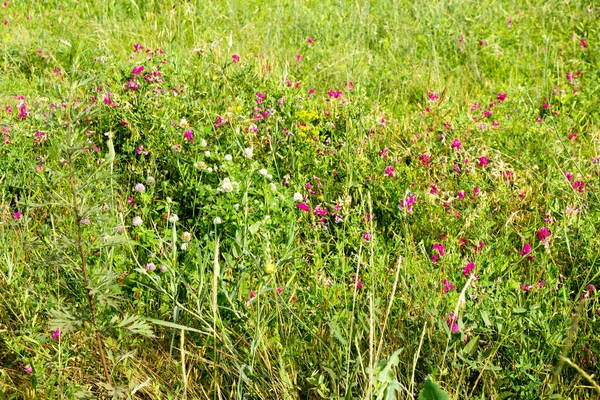 Erbe Medicinali Selvatiche Fioriscono Campo Estivo Ucraina — Foto Stock