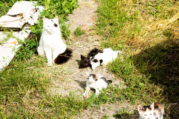 Mãe Gato Com Gatinhos Senta Chão — Fotografia de Stock