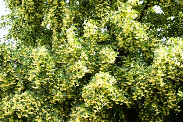 夏のリンデンの木の花ウクライナ — ストック写真