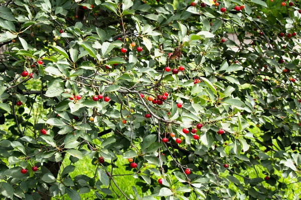 Grunya Teyze Nin Bahçesinde Olgunlaşan Kırmızı Kirazlar — Stok fotoğraf