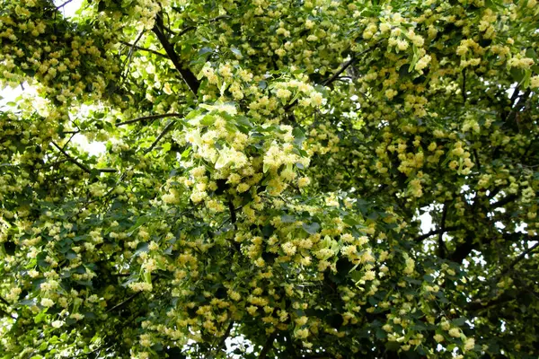 夏のリンデンの木の花ウクライナ — ストック写真
