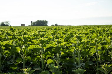Ukrayna 'nın tarlalarında ayçiçeği açar
