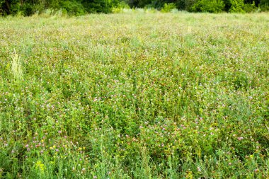 Çiçek açan tarlaların tarlaları şekerli otlar.