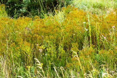 Kuru şifalı ot St. John 's Wort Ukrayna