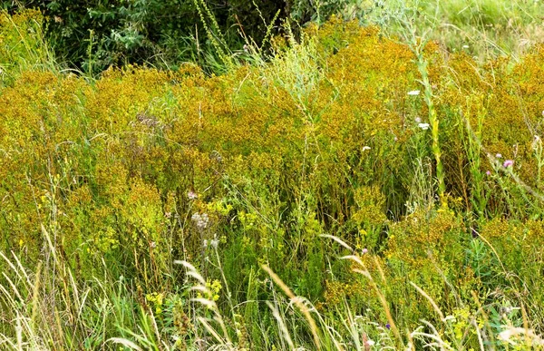 Hierba Medicinal Seca Hierba San Juan Ucrania —  Fotos de Stock