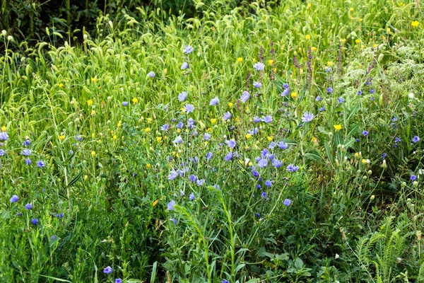 Chicory Kvete Silnice Modrém — Stock fotografie