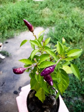 Yürüyüş için kapalı mor biber getirdim.