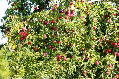 Kırmızı meyveli bir ağaca Ukrayna (kiraz eriği) denir.