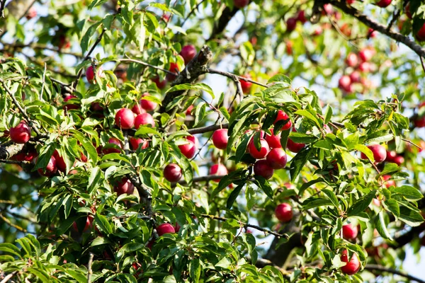 Ett Träd Med Röda Frukter Kallas Populärt Körsbär Plommon Ukraina — Stockfoto
