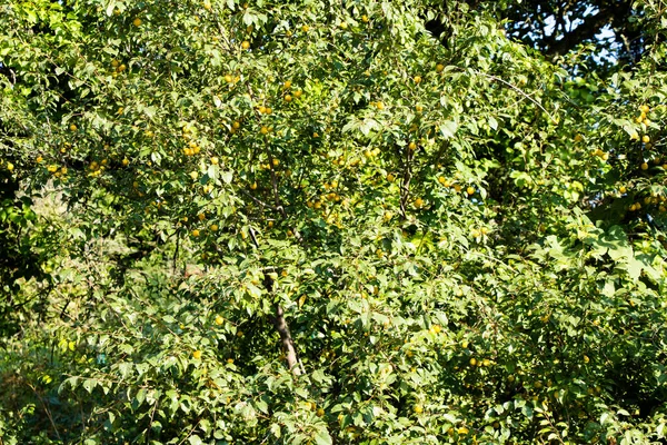 Albero Con Frutti Gialli Popolarmente Chiamato Prugna Ciliegia Ucraina — Foto Stock