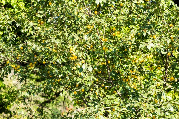 Albero Con Frutti Gialli Popolarmente Chiamato Prugna Ciliegia Ucraina — Foto Stock