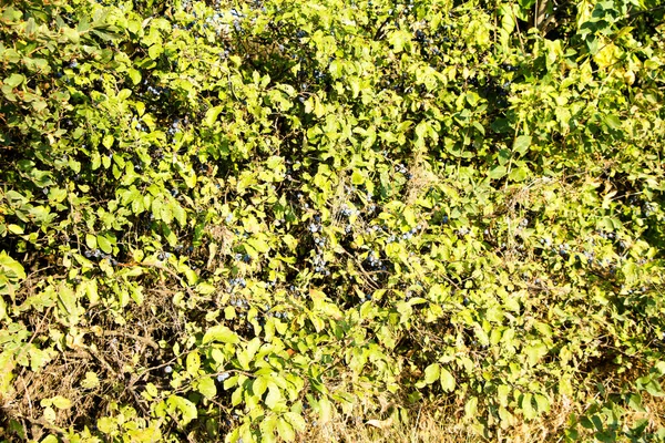 Ein Strauch Einer Wildpflanze Mit Blauen Früchten Wird Volksmund Teren — Stockfoto