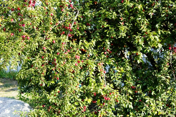 Piros Gyümölcsök Népszerű Neve Cseresznye Szilva Ukrajna — Stock Fotó