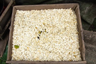 Balkabağı toplama mevsimi geldi kabak çekirdekleri