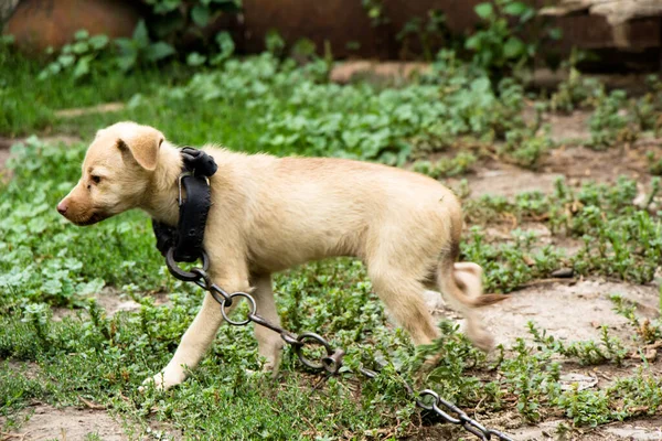 Jong Schattig Puppy Een Ketting Gebonden Rechtenvrije Stockafbeeldingen