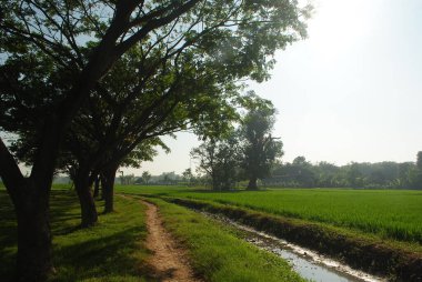 Sabah kırsal kesimde dolambaçlı bir patika. Güzel sabah sahnesi