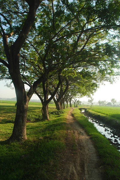 Sentiero Sinuoso Lato Campagna Mattina Bella Scena Del Mattino — Foto Stock