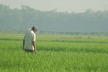 Pirinç tarlasını kontrol eden bir çiftçi. çiftçi geçmişi