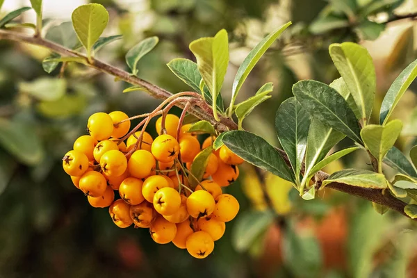 Ramo Bayas Amarillas Planta Pyracantha —  Fotos de Stock