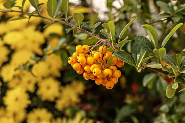 一捆黄莓 是黄花植物 — 图库照片