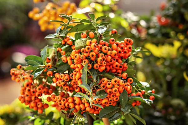 Bunch Orange Berries Pyracantha Plant — Stock Photo, Image