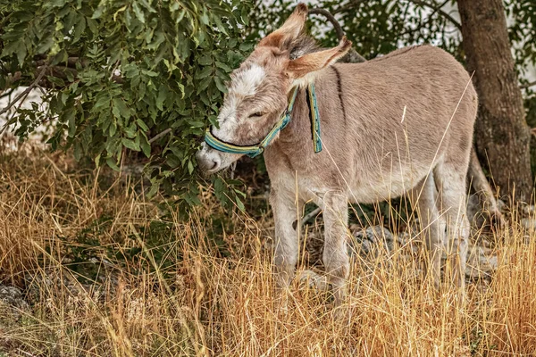 Âne Gris Une Ferme Paître Lisière Forêt — Photo