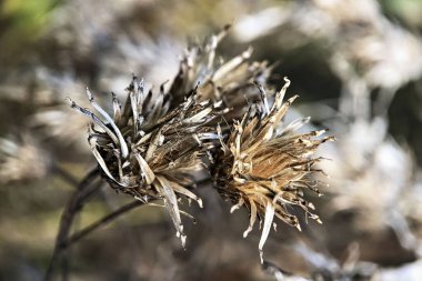 Kurumuş sonbahar çiçekleri bulanık bir arkaplanda.