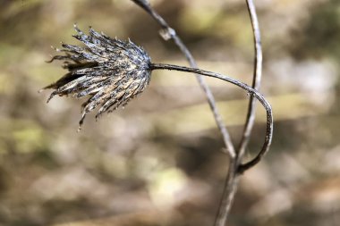 Kurumuş sonbahar çiçekleri bulanık bir arkaplanda.