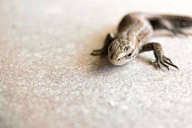 Kertenkele güneşli bir günde betonun tadını çıkarıyor.