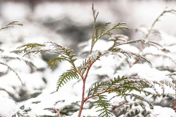 冬雪背景 枝干粗壮 圣诞节背景 — 图库照片