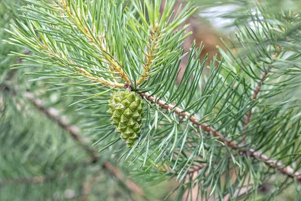 Pine Branch Green Cone Christmas Background — Stock Photo, Image
