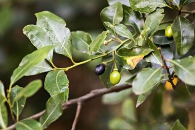 Olgunlaşmış zeytinlerin olduğu zeytin dalı. Hasat et