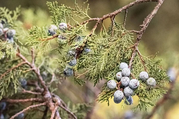 Гілка Дерева Туя Блакитними Ягодами Реліктовому Лісі — стокове фото