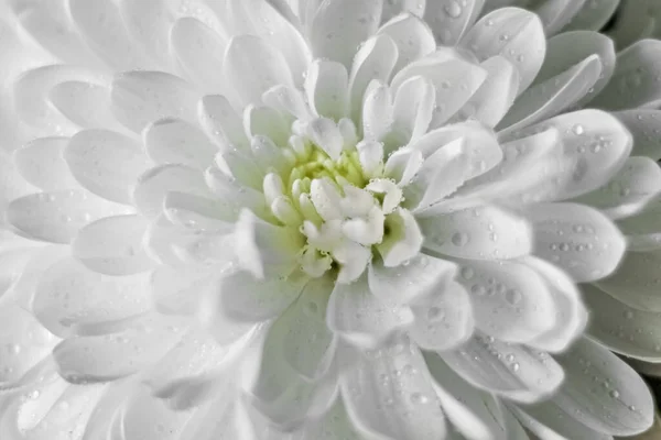 Krysantemum Blomma Bakgrund Med Vattendroppar Närbild — Stockfoto