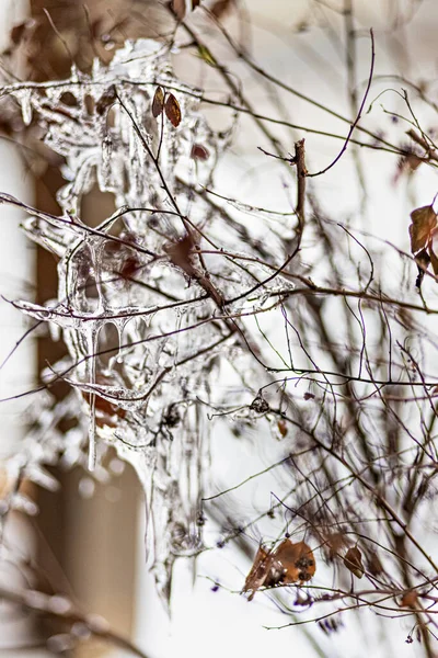 Крижані Гілки Дерева Бурульками Заході Сонця Зимові Морози — стокове фото