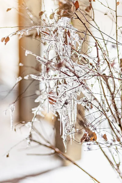 Branches Arbres Glacés Avec Des Glaçons Coucher Soleil Gelées Hivernales — Photo